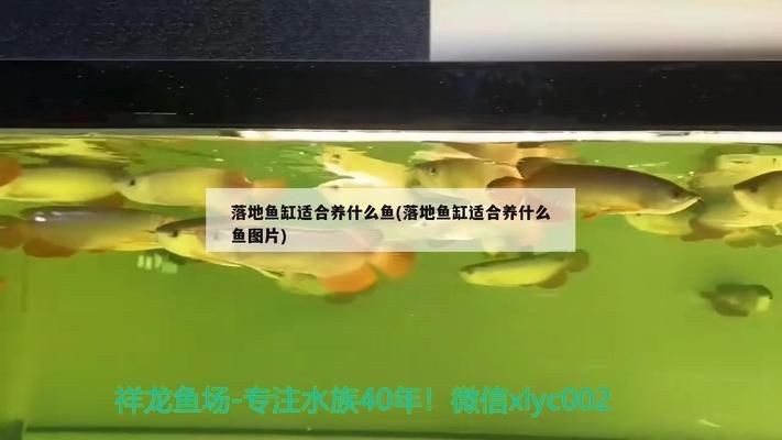 落地魚缸好還是柜式魚缸：落地魚缸與柜式魚缸各有優勢