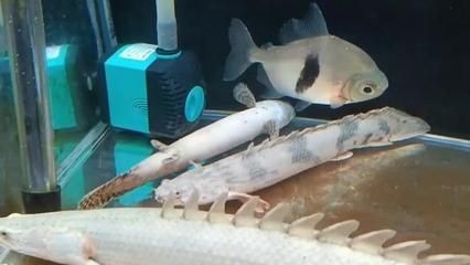 恐龍魚不開食，恐龍魚不開食怎么辦