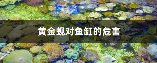 河蚌在魚缸中養(yǎng)殖會(huì)對(duì)魚缸生態(tài)系統(tǒng)的危害和危害：河蚌養(yǎng)在魚缸中會(huì)帶來(lái)什么問(wèn)題？