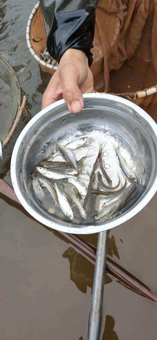 翹嘴紅龍魚(yú)苗批發(fā)
