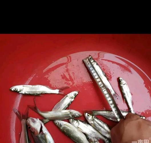 翹嘴紅龍魚(yú)苗批發(fā)