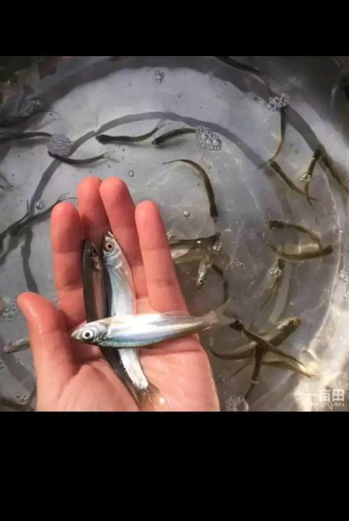 翹嘴紅龍魚(yú)苗批發(fā)