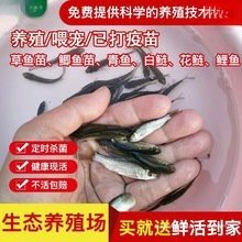 翹嘴紅龍魚(yú)苗批發(fā)