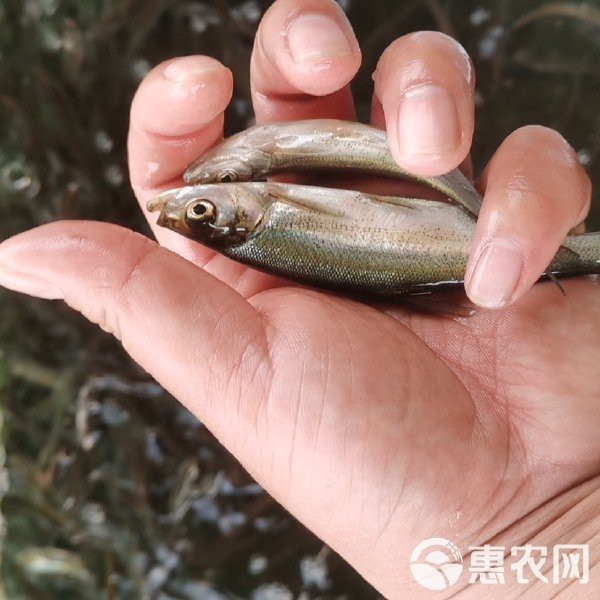 翹嘴紅龍魚(yú)苗批發(fā)