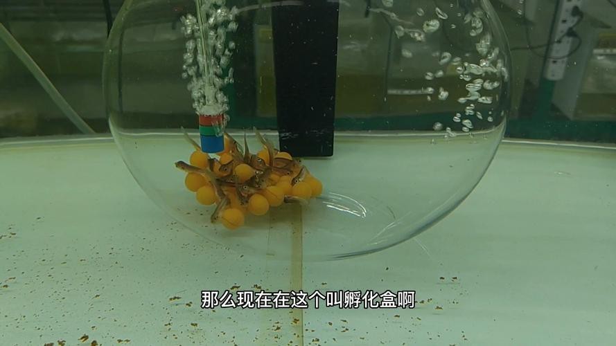 有沒有高清大圖的金龍魚變化過程？