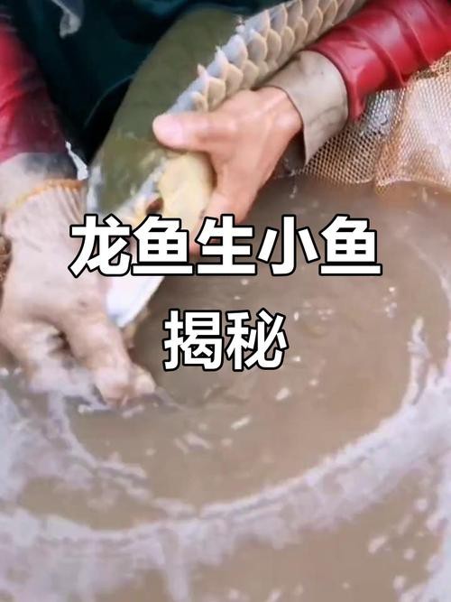 有沒有高清大圖的金龍魚變化過程？