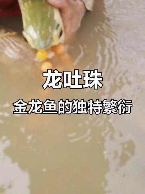 有沒有高清大圖的金龍魚變化過程？