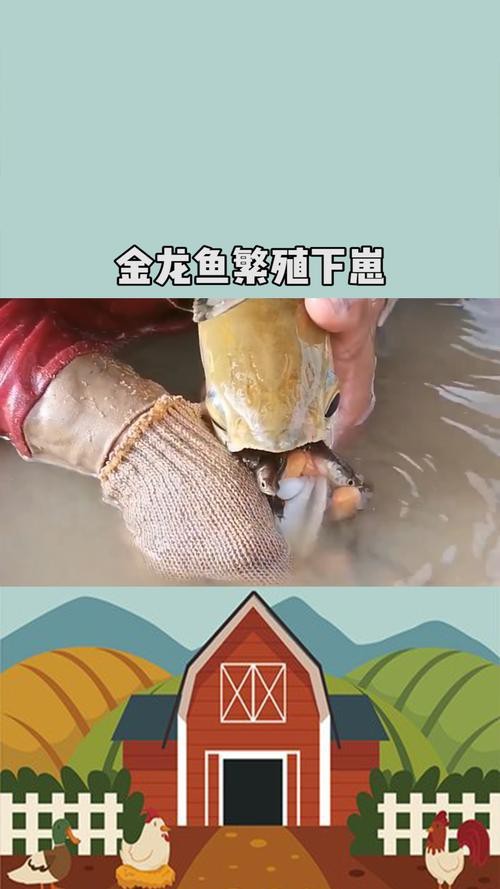 有沒有高清大圖的金龍魚變化過程？