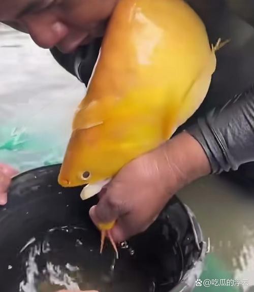 有沒有高清大圖的金龍魚變化過程？
