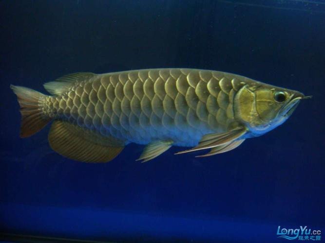 有沒有高清大圖的金龍魚變化過程？