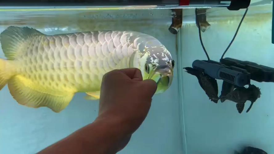 有沒有高清大圖的金龍魚變化過程？