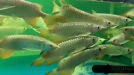 有沒有高清大圖的金龍魚變化過程？