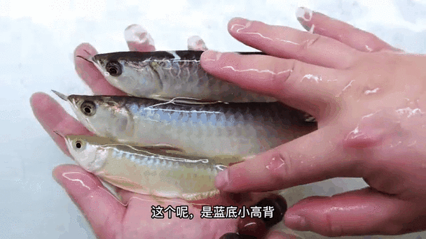 有沒有高清大圖的金龍魚變化過程？