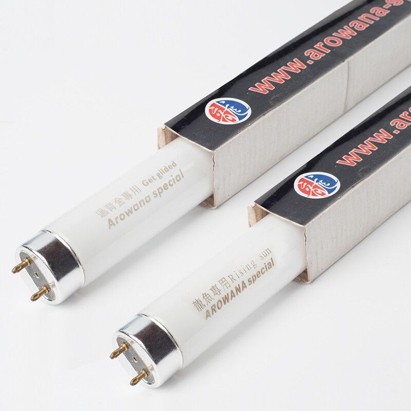 紅龍魚要用什么燈管好看又好養：紅龍魚用什么燈管好看又好養