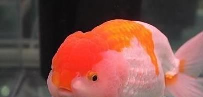 渭南市華州區(qū)碧波水族館（渭南市華州區(qū)碧波水族館地址）