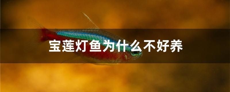 樂佳魚缸投訴最狠的方法：樂佳魚缸投訴成功案例分析樂佳魚缸投訴成功案例分析