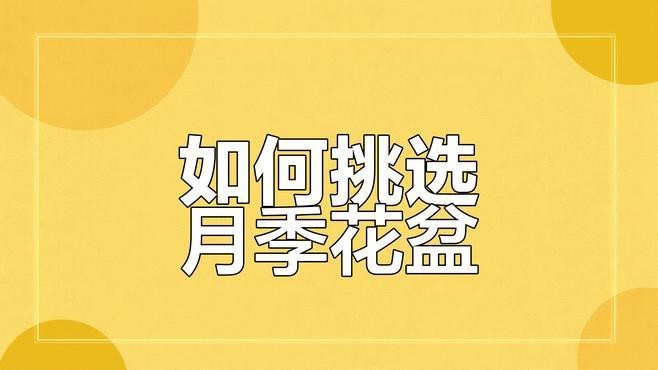 紅龍月季在北方需要多大的花盆？