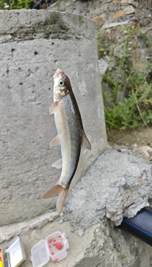 赤瞳黃龍魚圖片大全大圖