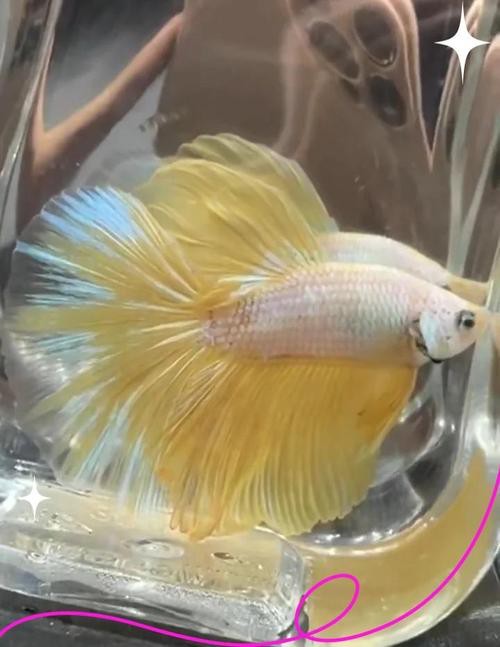 赤瞳黃龍魚圖片大全大圖
