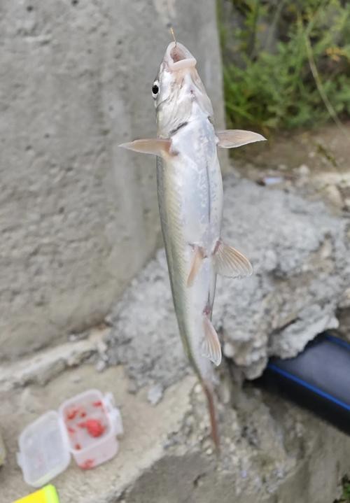 赤瞳黃龍魚圖片大全大圖