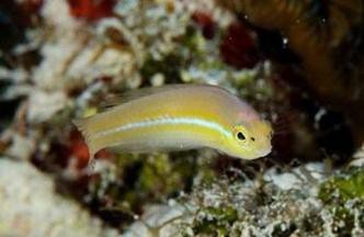 赤瞳黃龍魚圖片大全大圖