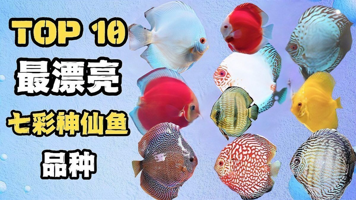赤瞳黃龍魚圖片大全大圖