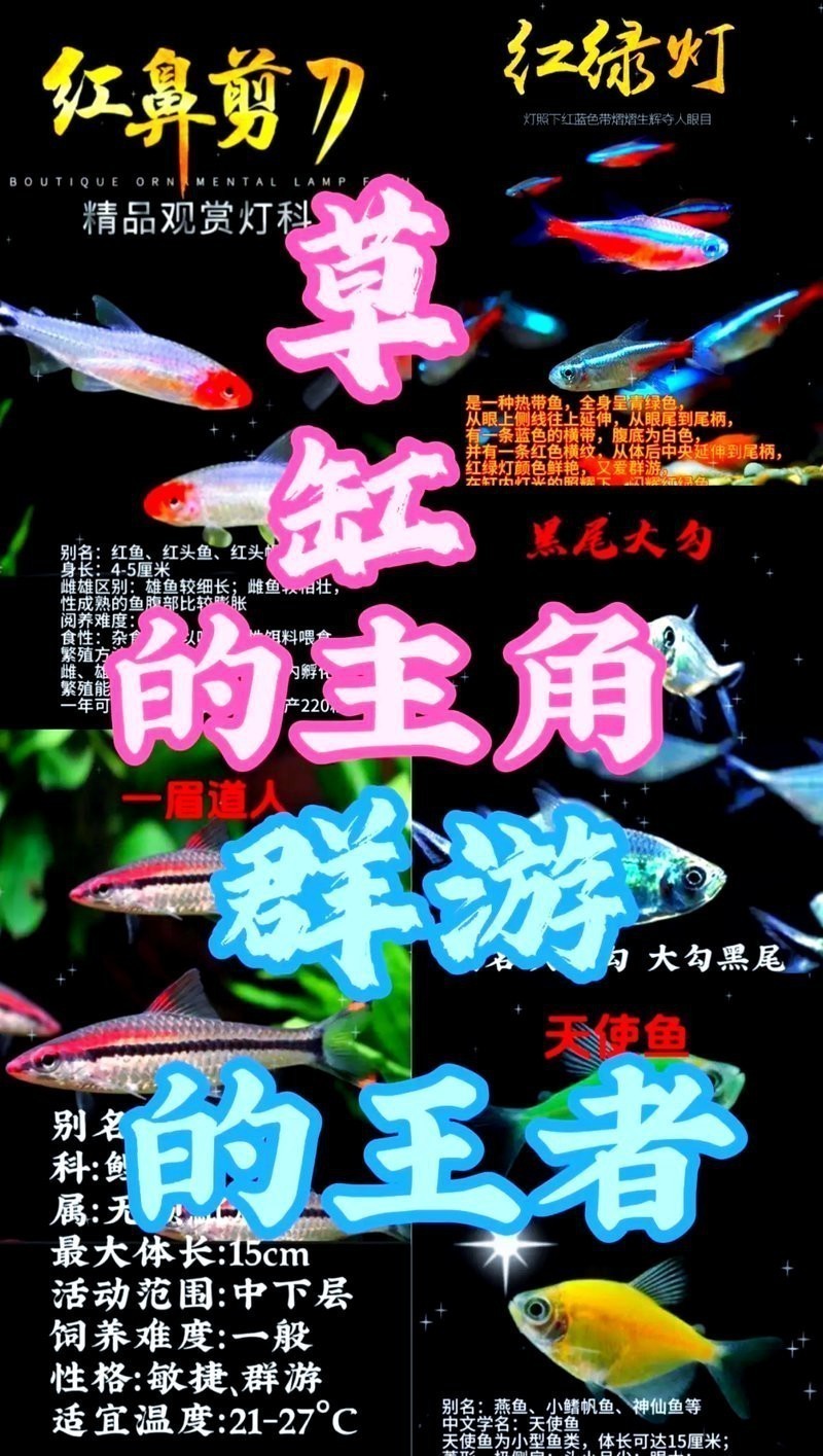 赤瞳黃龍魚圖片大全大圖