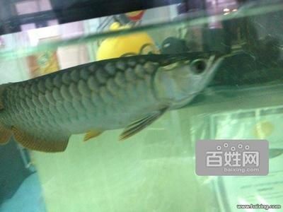 金龍魚30厘米的表現有哪些（30厘米的金龍魚屬于成年階段嗎？）