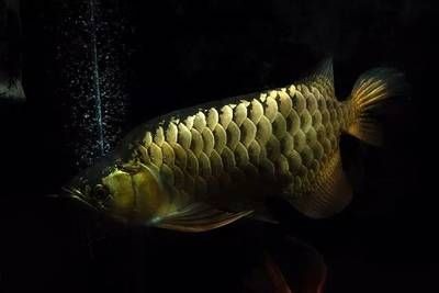 金龍魚30厘米的表現有哪些（30厘米的金龍魚屬于成年階段嗎？）