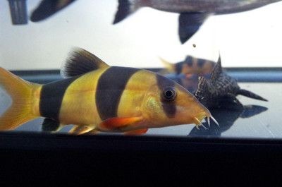 魚缸里的最佳底層魚：適合放置在魚缸底部的幾種魚類