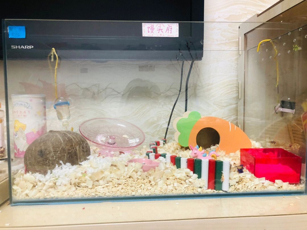 魚缸里的最佳底層魚：適合放置在魚缸底部的幾種魚類