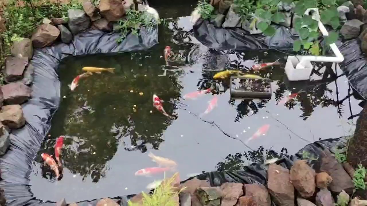 梅雨天氣在水中游弋的精靈