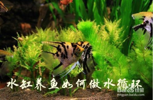 龍魚缸每小時循環幾次好：魚缸水每小時循環3-5次為宜