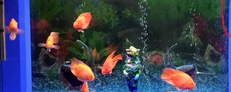 龍魚缸每小時循環幾次好：魚缸水每小時循環3-5次為宜
