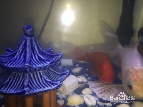龍魚缸每小時循環幾次好：魚缸水每小時循環3-5次為宜