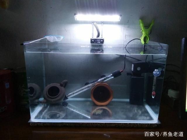 魚缸兩條魚怎么樣：熱帶魚與冷水魚混養指南，