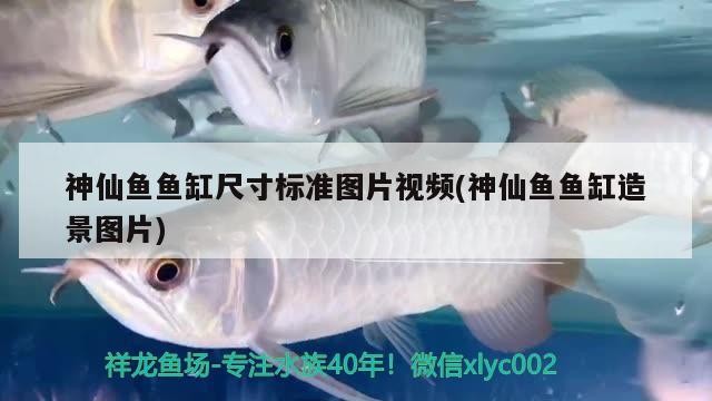 神仙魚魚缸尺寸標準圖片視頻(神仙魚魚缸造景圖片) 神仙魚魚缸尺寸標準圖片視頻(神仙魚魚缸造景圖片) 龍魚百科