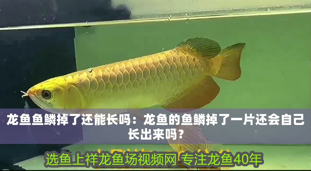 龍魚魚鱗掉了還能長嗎：龍魚的魚鱗掉了一片還會自己長出來嗎？