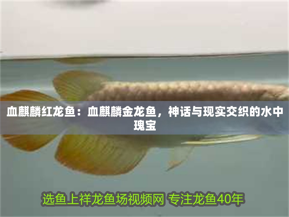 血麒麟紅龍魚：血麒麟金龍魚，神話與現實交織的水中瑰寶