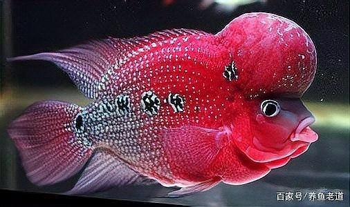 龍魚突然撞缸后死亡了 龍魚突然撞缸后死亡了 龍魚百科 第2張