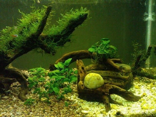 燕魚缸造景圖片（關于燕魚缸造景的一些建議） 燕魚缸造景圖片（關于燕魚缸造景的一些建議） 魚缸百科 第2張