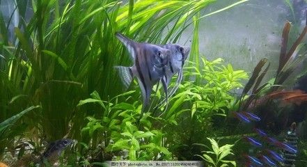 燕魚缸造景圖片（關于燕魚缸造景的一些建議） 燕魚缸造景圖片（關于燕魚缸造景的一些建議） 魚缸百科 第1張