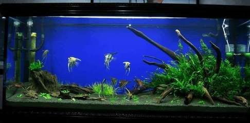 燕魚缸造景圖片（關于燕魚缸造景的一些建議） 燕魚缸造景圖片（關于燕魚缸造景的一些建議） 魚缸百科 第3張