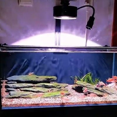 燕魚缸造景圖片（關于燕魚缸造景的一些建議） 燕魚缸造景圖片（關于燕魚缸造景的一些建議） 魚缸百科 第5張