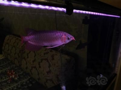 龍魚魚缸怎么清理（龍魚魚缸怎么清理,在清理龍魚魚缸之前需要做好以下準(zhǔn)備工作）