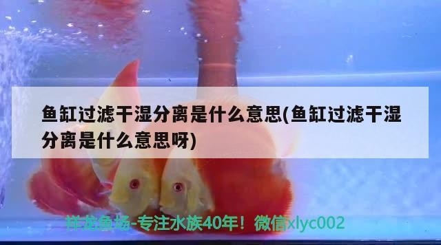 鐵力市桃山招財魚鮮花店