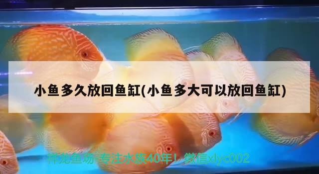 鐵力市桃山招財魚鮮花店