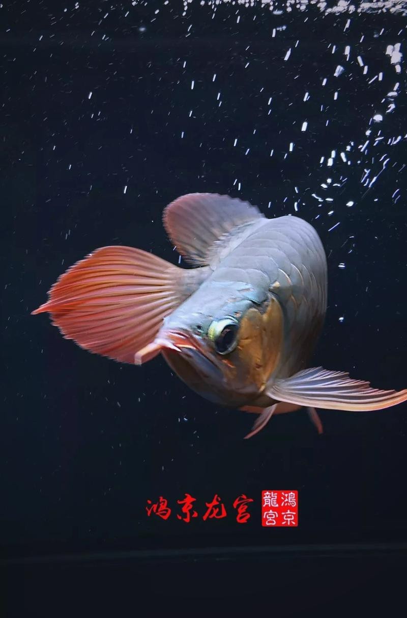 金龍魚蒙眼最好治療方法圖片