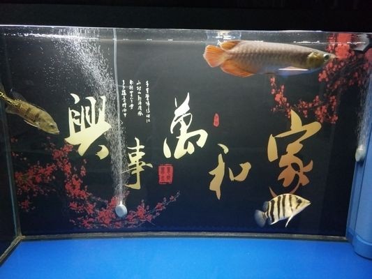 如何為關(guān)刀魚打造理想魚缸：關(guān)刀魚的養(yǎng)殖需要考慮到其生活的水族箱的大小