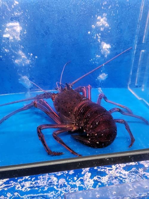 有沒有高清的大龍蝦圖片？ 有沒有高清的大龍蝦圖片？ 龍魚百科 第7張